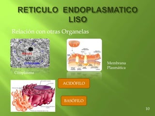 Relación con otras Organelas
Citoplasma
Membrana
Plasmática
ACIDÓFILO
BASÓFILO
10
 