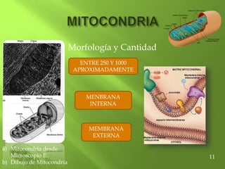 Morfología y Cantidad
a) Mitocondria desde
Microscopio E.
b) Dibujo de Mitocondria
ENTRE 250 Y 1000
APROXIMADAMENTE
MENBRANA
INTERNA
MEMBRANA
EXTERNA
11
 
