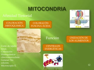 Afinidad Tintorial
COLORACIÓN
HISTOQUIMICA
COLORACÓN
FUSCINA ÁCIDA
Función
CENTRALES
ENERGÉTICAS
OXIDACIÓN DE
LOS ALIMENTOS
12
Corte de tejido
renal.
Coloración
Histoquímica-
citocromooxidasa.
Geneser 3ra
edición.
Microscopio E.
 