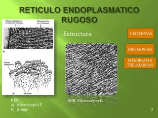 Estructura
RER. Microscopio E.
RIBOSOMAS
CISTERNAS
MEMBRANA
TRILAMINAR
3
RER.
a) Microscopio E.
b) dibujo
 