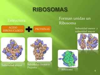 Estructura
ÁCIDO
RIBONUCLEICO
PROTEÍNAS
Subunidad Mayor Subunidad Menor o
Pequeña
Forman unidas un
Ribosoma
Ribosoma 6
Subunidad menor y
subunidad mayor
 