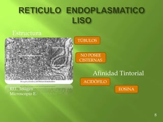 Estructura
TÚBULOS
NO POSEE
CISTERNAS
REL.
Microscopio E.
Afinidad Tintorial
ACIDÓFILO
EOSINA
8
REL. Imagen
Microscopio E.
 