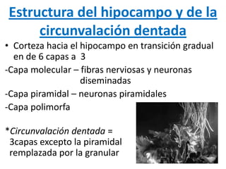 Estructura del hipocampo y de la
circunvalación dentada
• Corteza hacia el hipocampo en transición gradual
en de 6 capas a 3
-Capa molecular – fibras nerviosas y neuronas
diseminadas
-Capa piramidal – neuronas piramidales
-Capa polimorfa
*Circunvalación dentada =
3capas excepto la piramidal
remplazada por la granular
 