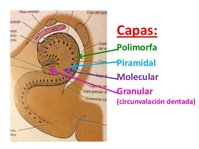 Resultado de imagen de capas del hipocampo: molecular piramidal y polimorfica
