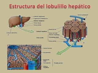 Estructura del lobulillo hepático