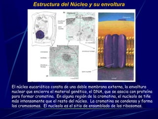 Estructura del Núcleo y su envoltura
El núcleo eucariótico consta de una doble membrana externa, la envoltura
nuclear que encierra el material genético, el DNA, que se asocia con proteína
para formar cromatina. En alguna región de la cromatina, el nucleolo se tiñe
más intensamente que el resto del núcleo. La cromatina se condensa y forma
los cromosomas. El nucleolo es el sitio de ensamblado de los ribosomas.
 