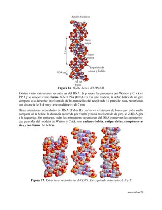 Acidos Nucleicos
maov/mlvm/10
Figura 16. Doble hélice del DNA-B
Existen varias estructuras secundarias del DNA, la primera fue propuesta por Watson y Crick en
1953 y se conoce como forma B del DNA (DNA-B). En este modelo, la doble hélice da un giro
completo a la derecha (en el sentido de las manecillas del reloj) cada 10 pares de base, recorriendo
una distancia de 3.4 nm y tiene un diámetro de 2 nm.
Otras estructuras secundarias de DNA (Tabla II), varían en el número de bases por cada vuelta
completa de la hélice, la distancia recorrida por vuelta y hasta en el sentido de giro, el Z-DNA gira
a la izquierda, Sin embargo, todas las estructuras secundarias del DNA conservan las característi-
cas generales del modelo de Watson y Crick, son cadenas dobles, antiparalelas, complementa-
rias y con forma de hélices.
Figura 17. Estructuras secundarias del DNA. De izquierda a derecha A, B y Z
 
