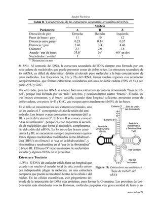 Acidos Nucleicos
maov/mlvm/11
Tabla II. Características de las estructuras secundarias cristalinas del DNA.
Modelo
Parámetro A B Z
Dirección de giro Derecha Derecha Izquierda
Pares de bases / giro 11 10 12
Distancia entre pares*
0.23 0.34 0.37
Distancia / giro*
2.46 3.4 4.46
Diámetro*
2.3 2.0 1.8
Angulo / par de bases 33.6º 36º -60º en dos
Nucleótidos / unidad 1 1 2
* Distancias en nm
B. RNA. Al contrario del DNA, la estructura secundaria del RNA siempre esta formada por una
sola cadena de nucleótidos que puede presentar zonas de doble hélice. La estructura secundaria de
los mRNA, es difícil de determinar, debido al elevado peso molecular y la baja concentración de
estas moléculas. Las fracciones 5s, 16s y 23s del rRNA, tienen muchas regiones con secuencias
complementarias, que forman estructuras secundarias con asas de doble cadena (50% en 5s,) con
pares A=U y GC.
Por otro lado, para los tRNA se conoce bien una estructura secundaria denominada “hoja de tré-
bol”, porque está formada por un “tallo” con tres, y ocasionalmente cuatro “brazos”. El tallo, los
tres brazos constantes, y el brazo variable, cuando tiene longitud suficiente, presentan zonas de
doble cadena, con pares A=U y GC, que ocupan aproximadamente el 60% de las bases.
En el tallo se encuentran los dos extremos terminales, uno
de los cuales el 3’ corresponde al sitio de unión del ami-
noácido. Los brazos o asas constantes se numeran del I a
III, a partir del extremo 5’. El brazo II se conoce como el
“Asa del anticodon”, porque en él se encuentra la secuen-
cia de nucleótidos que forma el anticodón, complementa-
rio del codón del mRNA. En los otros dos brazos cons-
tantes I y III, se encuentran siempre en posiciones equiva-
lentes algunos nucleótidos modificados como dihidrouri-
dina (DHU) en el brazo I o “asa de la dihidrouridina”, y
ribotimidina y seudouridina en el “asa de la ribotimidina”
o brazo III. El brazo IV tiene un número de nucleótidos
variable y algunos tRNA no lo presentan.
Estructura Terciaria
A.DNA. El DNA de cualquier célula tiene un longitud que
excede con mucho el tamaño total de esta, resulta enton-
ces indispensable plegar la molécula, en una estructura
compacta que pueda acomodarse dentro de la célula o del
núcleo. En las células eucarióticas, este plegamiento de-
pende de la interacción del DNA con proteínas, para formar la Cromatina. Las proteínas de con-
densación más abundantes son las Histonas, moléculas pequeñas con gran cantidad de lisina y ar-
Figura 18. Estructura secundaria en
"hoja de trebol" del
tRNA
 
