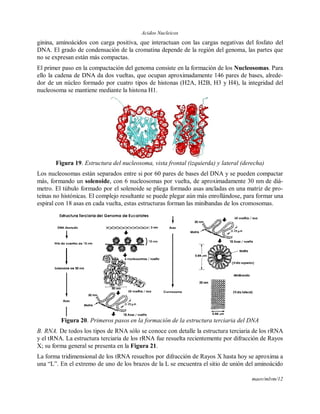 Acidos Nucleicos
maov/mlvm/12
ginina, aminoácidos con carga positiva, que interactuan con las cargas negativas del fosfato del
DNA. El grado de condensación de la cromatina depende de la región del genoma, las partes que
no se expresan están más compactas.
El primer paso en la compactación del genoma consiste en la formación de los Nucleosomas. Para
ello la cadena de DNA da dos vueltas, que ocupan aproximadamente 146 pares de bases, alrede-
dor de un núcleo formado por cuatro tipos de histonas (H2A, H2B, H3 y H4), la integridad del
nucleosoma se mantiene mediante la histona H1.
Figura 19. Estructura del nucleosoma, vista frontal (izquierda) y lateral (derecha)
Los nucleosomas están separados entre si por 60 pares de bases del DNA y se pueden compactar
más, formando un solenoide, con 6 nucleosomas por vuelta, de aproximadamente 30 nm de diá-
metro. El túbulo formado por el solenoide se pliega formado asas ancladas en una matriz de pro-
teínas no histónicas. El complejo resultante se puede plegar aún más enrollándose, para formar una
espiral con 18 asas en cada vuelta, estas estructuras forman las minibandas de los cromosomas.
Figura 20. Primeros pasos en la formación de la estructura terciaria del DNA
B. RNA. De todos los tipos de RNA sólo se conoce con detalle la estructura terciaria de los rRNA
y el tRNA. La estructura terciaria de los rRNA fue resuelta recientemente por difracción de Rayos
X; su forma general se presenta en la Figura 21.
La forma tridimensional de los tRNA resueltos por difracción de Rayos X hasta hoy se aproxima a
una “L”. En el extremo de uno de los brazos de la L se encuentra el sitio de unión del aminoácido
 
