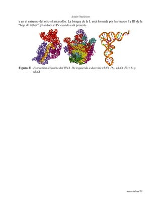Acidos Nucleicos
maov/mlvm/13
y en el extremo del otro el anticodón. La bisagra de la L está formada por las brazos I y III de la
“hoja de trébol”, y también el IV cuando está presente.
Figura 21. Estructura terciaria del RNA. De izquierda a derecha rRNA 16s, rRNA 23s+5s y
tRNA
 