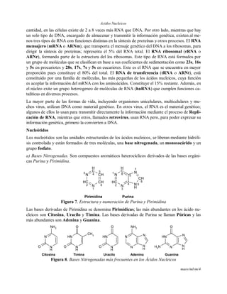 Acidos Nucleicos
maov/mlvm/4
cantidad, en las células existe de 2 a 8 veces más RNA que DNA. Por otro lado, mientras que hay
un solo tipo de DNA, encargado de almacenar y transmitir la información genética, existen al me-
nos tres tipos de RNA con funciones distintas en la síntesis de proteínas y otros procesos. El RNA
mensajero (mRNA o ARNm), que transporta el mensaje genético del DNA a los ribosomas, para
dirigir la síntesis de proteínas; representa el 5% del RNA total. El RNA ribosomal (rRNA o
ARNr), formando parte de la estructura del los ribosomas. Este tipo de RNA está formados por
un grupo de moléculas que se clasifican en base a sus coeficientes de sedimentación como 23s, 16s
y 5s en procariotes y 28s, 17s, 7s y 5s en eucariotes. Este es el RNA que se encuentra en mayor
proporción pues constituye el 80% del total. El RNA de transferencia (tRNA o ARNt), está
constituido por una familia de moléculas, las más pequeñas de los ácidos nucleicos, cuya función
es acoplar la información del mRNA con los aminoácidos. Constituye el 15% restante. Además, en
el núcleo exite un grupo heterogeneo de moléculas de RNA (hnRNA) que cumplen funciones ca-
talíticas en diversos procesos.
La mayor parte de las formas de vida, incluyendo organismos unicelulares, multicelulares y mu-
chos virus, utilizan DNA como material genético. En otros virus, el RNA es el material genético;
algunos de ellos lo usan para transmitir directamente la información mediante el proceso de Repli-
cación de RNA, mientras que otros, llamados retrovirus, usan RNA pero, para poder expresar su
información genética, primero la convierten a DNA.
Nucleótidos
Los nucleótidos son las unidades estructurales de los ácidos nucleicos, se liberan mediante hidróli-
sis controlada y están formados de tres moléculas, una base nitrogenada, un monosacárido y un
grupo fosfato.
a) Bases Nitrogenadas. Son compuestos aromáticos heterocíclicos derivados de las bases orgáni-
cas Purina y Pirimidina.
CH
6
CH
5C
H
4N
3
CH
2 N
1
5
4 N
H
9
CH
8
N
7
N
1
CH
2 N
3
C
H
6
Pirimidina Purina
Figura 7. Estructura y numeración de Purina y Pirimidina
Las bases derivadas de Pirimidina se denomina Pirimídicas; las más abundantes en los ácido nu-
cleicos son Citosina, Uracilo y Timina. Las bases derivadas de Purina se llaman Púricas y las
más abundantes son Adenina y Guanina.
N
N
H
NH2
O
NH
N
H
O
O
CH3
NH
N
H
O
O
N
N
H
N
N
NH2
N
N
H
NH
NNH2
O
Citosina Timina Uracilo Adenina Guanina
Figura 8. Bases Nitrogenadas más frecuentes en los Ácidos Nucleicos
 