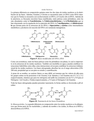Acidos Nucleicos
maov/mlvm/5
La primera diferencia en composición química entre los dos tipos de ácidos nucleicos es la distri-
bución de las bases. Adenina, Guanina y Citosina se encuentran tanto en DNA como RNA mien-
tras que la Timina se encuentra casi exclusivamente en DNA y el Uracilo sólo en RNA. Además de
la anteriores, es frecuente encontrar bases modificadas, tanto púricas como pirimídicas, entre las
más abundantes están la 5-metilcitosina, la 5-hidroximetilcitosina y la 6-Metiladenina que se
han relacionado con la regulación de la expresión del DNA, la 7-metilguanina y el dihidrouraci-
lo que forman parte de la estructura de los RNA, e hipoxantina y xantina como intermediarios
metabólicos y productos de reacción del DNA con sustancias mutagénicas.
N
N
H
N
N
NH CH3
N
N
H
NH
NNH2
O
CH3
N
N
H
NH
N
O
N
N
H
NH
N
H
O
O
6-Metiladenina 7-Metilguanina Hipoxantina Xantina
N
N
H
NH2
O
CH3
N
N
H
NH2
O
CH2
OH
CH2
CH2
NH
N
H
O
O
5-Metilcitosina 5-Hidroximetil-
Citosina
Dihidrouracilo
Figura 9. Bases modificadas del DNA y RNA
Como son aromáticas, tanto las bases púricas como las pirimídicas son planas, lo cual es importan-
te en la estructura de los ácidos nucleicos. También son insolubles en agua y pueden establecer in-
teracciones hidrófobas entre ellas; estas interacciones sirven para estabilizar la estructura tridimen-
sional de los ácidos nucleicos. Las bases nitrogenadas absorben luz en el rango ultravioleta (250-
280 nm), propiedad que se usa para su estudio y cuantificación.
A pesar de su nombre, su carácter básico es muy débil, así tenemos que los valores de pKa para
los grupos amino en las posiciones 4 de Citosina, 6 de Adenina y 2 de Guanina son 4.5, 4.2 y 3.2
respectivamente, mientras que para los nitrógenos del anillo las constantes son de 9.5 y 9.9 para el
Nitrógeno 1 de Uracilo y Timina respectivamente, y 9.5 para el Nitrógeno 6 de Guanina.
Toda las bases nitrogenadas pueden presentar tautomería; la forma enólica es favorecida a pH al-
calino.
NH
N
H
O
O
CH3
NH
N
H
NH
O
N
N
H
NH2
O
N
N
H
OH
O
CH3
TiminaCitosina
Figura 10. Tautomería de las bases Pirimídicas
b) Monosacáridos. La segunda diferencia en composición entre los ácidos nucleicos es la aldopen-
tosa que forma parte de los nucleótidos, y además da nombre a los ácidos, la ribosa en el RNA y
desoxirribosa en el DNA.
 