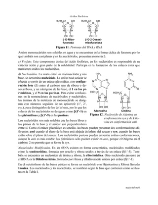 Acidos Nucleicos
maov/mlvm/6
3 2
1
O
4
OH
H
OH
HH
OH
H
CH2
5OH
-D-Ribo-
furanosa
3 2
1
O
4
OH
H
H
HH
OH
H
CH2
5OH
-D-2-Desoxi-
rribofuranosa
Figura 11. Pentosas del DNA y RNA
Ambos monosacáridos son solubles en agua y se encuentran en la forma cíclica de furanosa por lo
que también son casi planas y en los nucleótidos, presentan anomería .
c) Fosfato. Este componente deriva del ácido fosfórico, en los nucleótidos es responsable de su
carácter ácido y gran parte de la solubilidad. Participa en la formación de los enlaces éster que
mantienen unidos los nucleótidos.
d) Nucleósidos. La unión entre un monosacárido y una
base, se denomina nucleósido. La unión base-azúcar se
efectúa a través de un enlace glicosídico, con configu-
ración beta () entre el carbono uno de ribosa o de-
soxirribosa, y un nitrógeno de las base, el 1 en las pi-
rimidinas, y el 9 en las purinas. Para evitar confusio-
nes en la nomenclatura de nucleósidos y nucleótidos,
los átomos de la molécula de monosacárido se desig-
nan con números seguidos de un apóstrofe (1’, 2’,
etc.), para distinguirlos de los de la base, por lo que los
enlaces de los nucleósidos se designan como (1’-1) en
las pirimidinas y (1’-9) en las purinas.
Los nucleósidos son más solubles que las bases libres y
los planos de la base y el azúcar son perpendiculares
entre si. Como el enlace glicosidico es sencillo, las bases pueden presentar dos conformaciones di-
ferentes: anti cuando el plano de la base está alejada del plano del azucar y syn, cuando las bases
están sobre el plano del azucar. Los nucleósidos puricos pueden presentar ambas conformaciones,
aunque la anti es más estable; los pirimidicos sólo pueden existir en anti, porque el Oxígeno en el
carbono 2 no permite que se forme la syn.
Nucleósidos Modificados. En los tRNA existen en forma caracerística, nucleósidos modificados
como la seudouridina, formada por uracilo y ribosa unidos a través de un enlace (1’-5). Tam-
bién se encuentra un nucleósido de timina y ribosa, la ribotimidina. Otro nucleósido presente en
el tRNA es la Dihidrouridina, formado por ribosa y dihidrouracilo unidos por enlace (1’-1).
En el metabolismo de las bases púricas se forma un nucleósido con Hipoxantina y Ribosa llamado
Inosina. Los nucleósidos y los nucleótidos, se nombran según la base que contienen como se ilus-
tra en la Tabla I.
O
H
OH
HH
OH
H
CH2OH
N
N
N
N
NH2
N
N
NH2
O
H
OH
HH
OH
H
CH2OH
O
Adenosina Citidina
Figura 12. Nucleosido de Adenina en
conformación syn y de Cito-
sina en conformación anti
 