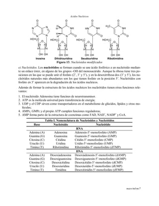 Acidos Nucleicos
maov/mlvm/7
O
H
OH
HH
OH
H
CH2
OH
N
N
N
N
O
NH
N
O
O
H
OH
HH
OH
H
CH2
OH
OH
H
H
H NH NH
O
O
H
OH
HH
OH
H
CH2
OH
O
NH
N
O
O
H
OH
HH
OH
H
CH2
OH
O
CH3
Inosina Dihidrouridina Seudouridina Ribotimidina
Figura 13. Nucleósidos modificados
e) Nucleótidos. Los nucleótidos se forman cuando se une ácido fosfórico a un nucleósido median-
te un enlace éster, en alguno de los grupos -OH del monosacárido. Aunque la ribosa tiene tres po-
siciones en las que se puede unir el fosfato (2’, 3’ y 5’), y en la desoxirribosa dos (3’ y 5’), los nu-
cleótidos naturales más abundantes son los que tienen fosfato en la posición 5’. Nucleótidos con
fosfato en 3’ aparecen en la degradación de los ácidos nucleicos.
Además de formar la estructura de los ácidos nucleicos los nucleótidos tienen otras funciones rele-
vantes:
1. El nucleósido Adenosina tiene funcines de neurotransmisor.
2. ATP es la molécula universal para transferencia de energía;
3. UDP y el CDP sirven como transportadores en el metabolismo de glúcidos, lípidos y otras mo-
léculas;
4. AMPc, GMPc y el propio ATP cumplen funciones reguladoras;
5. AMP forma parte de la estructura de coenzimas como FAD, NAD+
, NADP+
y CoA.
Tabla I. Nomenclatura de Nucleósidos y Nucleótidos
Base Nucleósido Nucleótido
RNA
Adenina (A) Adenosina Adenosin-5’-monofosfato (AMP)
Guanina (G) Guanosina Guanosin-5’-monofosfato (GMP)
Citosina (C) Citidina Citidin-5’-monofosfato (CMP)
Uracilo (U) Uridina Uridin-5’-monofosfato (UMP)
Timina (T) Ribotimidina Ribotimidin-5’-monofosfato (dTMP)
DNA
Adenina (A) Desoxiadenosina Desoxiadenosin-5’-monofosfato (dAMP)
Guanina (G) Desoxiguanosina Desoxiguanosin-5’-monofosfato (dGMP)
Citosina (C) Desoxicitidina Desoxicitidin-5’-monofosfato (dCMP)
Uracilo (U) Desoxiuridina Desoxiuridin-5’-monofosfato (dUMP)
Timina (T) Timidina Desoxitimidin-5’-monofosfato (dTMP)
 