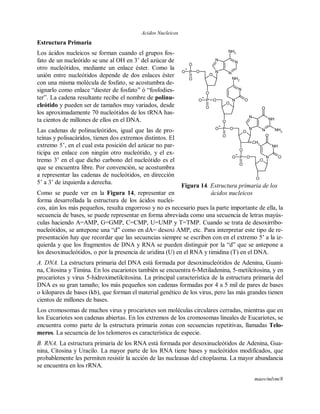 Acidos Nucleicos
maov/mlvm/8
Estructura Primaria
Los ácidos nucleicos se forman cuando el grupos fos-
fato de un nucleótido se une al OH en 3’ del azúcar de
otro nucleótidos, mediante un enlace éster. Como la
unión entre nucleótidos depende de dos enlaces éster
con una misma molécula de fosfato, se acostumbra de-
signarlo como enlace “diester de fosfato” ó “fosfodies-
ter”. La cadena resultante recibe el nombre de polinu-
cleótido y pueden ser de tamaños muy variados, desde
los aproximadamente 70 nucleótidos de los tRNA has-
ta cientos de millones de ellos en el DNA.
Las cadenas de polinucleótidos, igual que las de pro-
teínas y polisacáridos, tienen dos extremos distintos. El
extremo 5’, en el cual esta posición del azúcar no par-
ticipa en enlace con ningún otro nucleótido, y el ex-
tremo 3’ en el que dicho carbono del nucleótido es el
que se encuentra libre. Por convención, se acostumbra
a representar las cadenas de nucleótidos, en dirección
5’ a 3’ de izquierda a derecha.
Como se puede ver en la Figura 14, representar en
forma desarrollada la estructura de los ácidos nuclei-
cos, aún los más pequeños, resulta engorroso y no es necesario pues la parte importante de ella, la
secuencia de bases, se puede representar en forma abreviada como una secuencia de letras mayús-
culas haciendo A=AMP, G=GMP, C=CMP, U=UMP y T=TMP. Cuando se trata de desoxirribo-
nucleótidos, se antepone una “d” como en dA= desoxi AMP, etc. Para interpretar este tipo de re-
presentación hay que recordar que las secuencias siempre se escriben con en el extremo 5’ a la iz-
quierda y que los fragmentos de DNA y RNA se pueden distinguir por la “d” que se antepone a
los desoxinucleótidos, o por la presencia de uridina (U) en el RNA y timidina (T) en el DNA.
A. DNA. La estructura primaria del DNA está formada por desoxinucleótidos de Adenina, Guani-
na, Citosina y Timina. En los eucariotes también se encuentra 6-Metiladenina, 5-metilcitosina, y en
procariotes y virus 5-hidroximetilcitosina. La principal característica de la estructura primaria del
DNA es su gran tamaño; los más pequeños son cadenas formadas por 4 a 5 mil de pares de bases
o kilopares de bases (kb), que forman el material genético de los virus, pero las más grandes tienen
cientos de millones de bases.
Los cromosomas de muchos virus y procariotes son moléculas circulares cerradas, mientras que en
los Eucariotes son cadenas abiertas. En los extremos de los cromosomas lineales de Eucariotes, se
encuentra como parte de la estructura primaria zonas con secuencias repetitivas, llamadas Telo-
meros. La secuencia de los telomeros es característica de especie.
B. RNA. La estructura primaria de los RNA está formada por desoxinucleótidos de Adenina, Gua-
nina, Citosina y Uracilo. La mayor parte de los RNA tiene bases y nucleótidos modificados, que
probablemente les permiten resistir la acción de las nucleasas del citoplasma. La mayor abundancia
se encuentra en los rRNA.
O
NOP
O
O
O
O
N
NH
O
NOP
O
O
O
N
O
O
NOP
O
O
O
N
N
O
NOP
O
O
O
N
NH2
N
NH2
O
NH2
NH
O
O
CH3
105
Figura 14. Estructura primaria de los
ácidos nucleicos
 