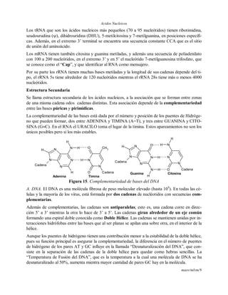 Acidos Nucleicos
maov/mlvm/9
Los tRNA que son los ácidos nucleicos más pequeños (70 a 95 nucleótidos) tienen ribotimidina,
seudourudina (), dihidrouridina (DHU), 5-metilcitosina y 7-metilguanina, en posiciones específi-
cas. Además, en el extremo 3’ terminal se encuentra una secuencia constante CCA que es el sitio
de unión del aminoácido.
Los mRNA tienen también citosina y guanina metiladas, y además una secuencia de poliadenilato
con 100 a 200 nucleótidos, en el extremo 3’ y en 5’ el nucleótido 7-metilguanosina trifosfato, que
se conoce como el “Cap”, y que identificar al RNA como mensajero.
Por su parte los rRNA tienen muchas bases metiladas y la longitud de sus cadenas depende del ti-
po, el rRNA 5s tiene alrededor de 120 nucleótidos mientras el rRNA 28s tiene más o menos 4000
nucleótidos.
Estructura Secundaria
Se llama estructura secundaria de los ácidos nucleicos, a la asociación que se forman entre zonas
de una misma cadena odos cadenas distintas. Esta asociación depende de la complementariedad
entre las bases púricas y pirimidicas.
La complementariedad de las bases está dada por el número y posición de los puentes de Hidróge-
no que pueden formar, dos entre ADENINA y TIMINA (A=T), y tres entre GUANINA y CITO-
SINA (GC). En el RNA el URACILO toma el lugar de la timina. Estos apareamientos no son los
únicos posibles pero si los más estables.
N
N
N
N
N
H
H
H
Cadena
H
N
N
O
O Cadena
CH3
H
Adenina Timina
N
N
N
N
O
N
H
Cadena
H
H
H N
N
N
O Cadena
H
H
Guanina Citosina
Figura 15. Complementariedad de bases del DNA
A. DNA. El DNA es una molécula fibrosa de peso molecular elevado (hasta 109
). En todas las cé-
lulas y la mayoría de los virus, está formada por dos cadenas de nucléotidos con secuencias com-
plementarias.
Además de complementarias, las cadenas son antiparalelas; esto es, una cadena corre en direc-
ción 5’ a 3’ mientras la otra lo hace de 3’ a 5’. Las cadenas giran alrededor de un eje común
formando una espiral doble conocida como Doble Hélice. Las cadenas se mantienen unidas por in-
teracciones hidrófobas entre las bases que al ser planas se apilan una sobre otra, en el interior de la
hélice.
Aunque los puentes de hidrógeno tienen una contribución menor a la estabilidad de la doble hélice,
pues su función principal es asegurar la complementariedad, la diferencia en el número de puentes
de hidrógeno de los pares AT y GC influye en la llamada “Desnaturalización del DNA”, que con-
siste en la separación de las cadenas de la doble hélice para quedar como hebras sencillas. La
“Temperatura de Fusión del DNA”, que es la temperatura a la cual una molécula de DNA se ha
desnaturalizado al 50%, aumenta mientra mayor cantidad de pares GC hay en la molécula.
 