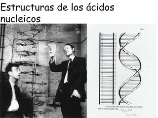 Estructuras de los ácidos nucleicos 