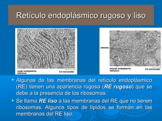 Liso Y Rugoso Estructura de los componentes de la célula | PPT