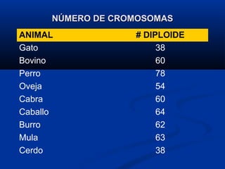 NÚMERO DE CROMOSOMAS
ANIMAL             # DIPLOIDE
Gato                    38
Bovino                  60
Perro                   78
Oveja                   54
Cabra                   60
Caballo                 64
Burro                   62
Mula                    63
Cerdo                   38
 