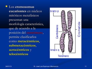    Los cromosomas
    eucariontes en núcleos
    mitóticos metafásicos
    presentan una
    morfología característica,
    que de acuerdo a la
    posición del centrómero,
    permite clasificarlos
    como metacéntricos,
    submetacéntricos,
    acrocéntricos y
    telocéntricos


24/01/13              Dr. José Luis Espinoza Villavicencio   11
 