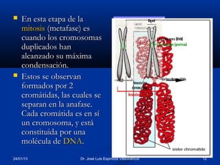    En esta etapa de la
    mitosis (metafase) es
    cuando los cromosomas
    duplicados han
    alcanzado su máxima
    condensación.
   Estos se observan
    formados por 2
    cromátidas, las cuales se
    separan en la anafase.
    Cada cromátida es en sí
    un cromosoma, y está
    constituida por una
    molécula de DNA.
24/01/13              Dr. José Luis Espinoza Villavicencio   12
 