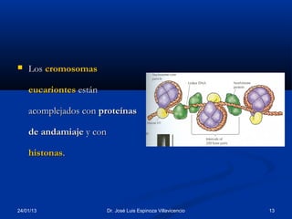    Los cromosomas

    eucariontes están

    acomplejados con proteínas

    de andamiaje y con

    histonas.




24/01/13                 Dr. José Luis Espinoza Villavicencio   13
 