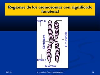 Regiones de los cromosomas con significado
                   funcional




24/01/13        Dr. José Luis Espinoza Villavicencio   14
 
