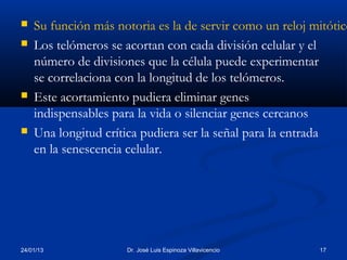    Su función más notoria es la de servir como un reloj mitótico
   Los telómeros se acortan con cada división celular y el
    número de divisiones que la célula puede experimentar
    se correlaciona con la longitud de los telómeros.
   Este acortamiento pudiera eliminar genes
    indispensables para la vida o silenciar genes cercanos
   Una longitud crítica pudiera ser la señal para la entrada
    en la senescencia celular.




24/01/13             Dr. José Luis Espinoza Villavicencio   17
 