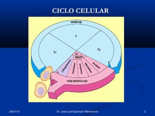 CICLO CELULAR




24/01/13    Dr. José Luis Espinoza Villavicencio   2
 