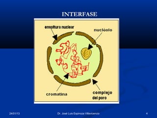 INTERFASE




24/01/13   Dr. José Luis Espinoza Villavicencio   4
 