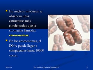    En núcleos mitóticos se
    observan unas
    estructuras más
    condensadas que la
    cromatina llamadas
    cromosomas.
   En los cromosomas, el
    DNA puede llegar a
    compactarse hasta 10000
    veces.


24/01/13             Dr. José Luis Espinoza Villavicencio   5
 