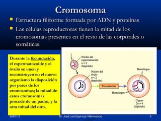 Cromosoma
   Estructura filiforme formada por ADN y proteínas
   Las células reproductoras tienen la mitad de los
    cromosomas presentes en el resto de las corporales o
    somáticas.

Durante la fecundación,
el espermatozoide y el
óvulo se unen y
reconstruyen en el nuevo
organismo la disposición
por pares de los
cromosomas; la mitad de
estos cromosomas
procede de un padre, y la
otra mitad del otro.

24/01/13                    Dr. José Luis Espinoza Villavicencio   6
 