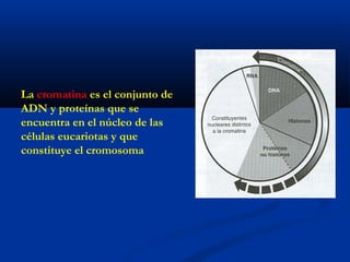 La cromatina es el conjunto de
ADN y proteínas que se
encuentra en el núcleo de las
células eucariotas y que
constituye el cromosoma
 