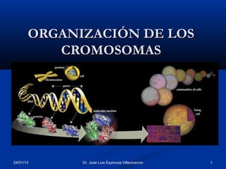ORGANIZACIÓN DE LOS
          CROMOSOMAS




24/01/13     Dr. José Luis Espinoza Villavicencio   1
 