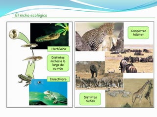 El nicho ecológico


                                               Comparten
                                                hábitat



                      Herbívoro

                      Distintos
                     nichos a lo
                      largo de
                       su vida


                     Insectívoro




                                   Distintos
                                    nichos
 