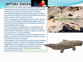 LECTURA INICIAL
En el invierno de 2005, unos científicos españoles que
estudiaban las aves migratorias en Mauritania, oyeron
hablar de una charca en la que vivían cocodrilos.
Considerando imposible que existieran tales animales
en medio del desierto, a más de 200 kilómetros del río
más cercano, fueron a visitar la zona.
Para su sorpresa, comprobaron que era cierto. En una
charca de 100 metros cuadrados habitaban unos 30
cocodrilos alimentándose de los abundantes peces de
esa pequeña masa de agua.
«Es un fenómeno ecológico único: esta población de
cocodrilos quedó aislada de las corrientes fluviales
hace más de 9 000 años, cuando el Sahel se convirtió
en un desierto, y se ha mantenido
debido a la gran abundancia de microorganismos en el
agua, de los que se nutren los peces, que son a su vez
el alimento de estos reptiles».
Curiosamente, los cocodrilos no atacan nunca al ganado
que acude a beber. Por ello, los indígenas consideran
sagrados a los cocodrilos y se abstienen de hacerles
daño. Así se ha establecido un equilibrio entre la
actividad humana y este frágil y extraordinario
ecosistema en miniatura.. Extraido del libro de Santillana.
 