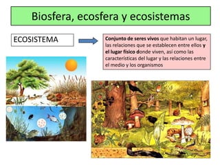 Biosfera, ecosfera y ecosistemas
ECOSISTEMA        Conjunto de seres vivos que habitan un lugar,
                  las relaciones que se establecen entre ellos y
                  el lugar físico donde viven, así como las
                  características del lugar y las relaciones entre
                  el medio y los organismos
 