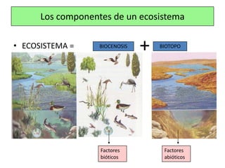 Los componentes de un ecosistema

• ECOSISTEMA =            +
                   BIOCENOSIS
                                +   BIOTOPO




                   Factores          Factores
                   bióticos          abióticos
 