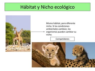 Hábitat y Nicho ecológico

           Mismo hábitat, pero diferente
           nicho. Si las condiciones
           ambientales cambian, los
           organismos pueden cambiar su
           nicho.
                    Competidores
 
