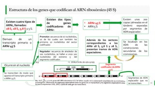 LO MEJOR PARA usted
E M P R E S A D E C O M P U E S T O S
O R G Á N I C O S
EstructuradelosgenesquecodificanalARNribosómico(45S)
10
Existen cuatro tipos de
ARNr, llamados:
28 S, 18 S, 5,8 S y 5 S.
Derivan de un
transcripto primario o
ARNr 45 S
Existen dos tipos
de genes
codificadores de
ARNr:
• ARNr 45 S
• ARN 5 S
Segmentos de ADN
espaciador que no
se transcriben.
Existen unas 200
copias (alineadas en el
tándem) separadas
por segmentos de
ADN espaciador.
Se localizan en los
ADN de las
constricciones
secundarias de los
cromosomas.
Se transcriben de modo que
aparece el transcripto primario
o ARNr 45 S.
Ocurre en el nucleolo
Promotor: secuencia de 70 nucleótidos,
20 de los cuales son también los
primeros 20 nucleótidos del sector
codificador.
Regulador: secuencia de alrededor de
100 nucleótidos, se hallan a unos 100
nucleótidos del extremo 5´ del
segmento codificador.
Segmento
codificador de ARNr
45 S
Además de los sectores
correspondientes a los
ARNr 18 S, 5,8 S y 28 S,
presentan tramos de ADN
espaciadores.
 