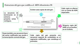 LO MEJOR PARA usted
E M P R E S A D E C O M P U E S T O S
O R G Á N I C O S
Estructuradelgenquecodificaal ARNribosómico5S
11
Existen 2000 copias de este gen.
Cada copia se alterna
con un trama de ADN
espaciador.
Cada copia del gen presenta una
secuencia especial de nucleótidos en el
segmento codificador, que constituye el
promotor.
Ninguna copia del
ARNr 5S se localiza
en el nucléolo.
Posee también una secuencia fuera
del sector codificador que ayuda a
la transcripción correcta del gen.
La secuencia de
terminación en el
extremo 3’,
presenta varias T
contiguas.
 