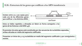 LO MEJOR PARA usted
E M P R E S A D E C O M P U E S T O S
O R G Á N I C O S
11.10.-EstructuradelosgenesquecodificanalosARNtransferencia
12
Existen entre 10 y 100 copias para
cada uno de los diferentes genes
que codifican a los distintos ARNt.
El promotor de estos genes está constituido por dos secuencias de nucleótidos separadas,
ambas ubicadas en medio del segmento codificador.
Presentan un intron de 4 a 15 nucleótidos en medio del segmento codificador y por consiguiente 2
exones.
Estos se hallan repetidos y alineados en látem en forma semejante a los
genes de las histonas o del ARNr 45S.
 