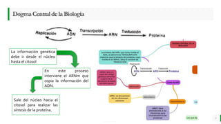 LO MEJOR PARA usted
E M P R E S A D E C O M P U E S T O S
O R G Á N I C O S
DogmaCentraldelaBiología
3
La información genética
debe ir desde el núcleo
hasta el citosol
En este proceso
interviene el ARNm que
copia la información del
ADN.
Sale del núcleo hacia el
citosol para realizar las
síntesis de la proteína.
 