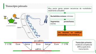 LO MEJOR PARA usted
E M P R E S A D E C O M P U E S T O S
O R G Á N I C O S
Transcriptoprimario
4
Muy pocos genes poseen secuencias de nucleótidos
totalmente utilizables
Nucleótidos ociosos: intrones
Segmentos provechosos:
exones
Transcripto primario:
molécula completa de
ARN surgida de la
transcripción.
Los intrones no codifican
aminoácidos y los exones sí.
 
