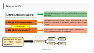 LO MEJOR PARA usted
E M P R E S A D E C O M P U E S T O S
O R G Á N I C O S
TiposdeARN
5
ARNm (ARN de mensajero)
ARNt (ARN de transferencia)
ARNr (ARN ribosómico)
Recoge la información del gen y dirige la síntesis de las
proteínas.
Actúan como adaptadores, llevan a los aminoácidos al
ribosoma marcando la secuencia de los nucleótidos del
ARNm.
Constituyen los ribosomas donde tiene la transcripción.
Participan en la síntesis de proteínas.
Estructurales
 