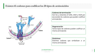 LO MEJOR PARA usted
E M P R E S A D E C O M P U E S T O S
O R G Á N I C O S
Existen61codonesparacodificarlos20tiposdeaminoácidos
7
Degeneración
Varios tipos de codones pueden codificar un
mismo aminoácido
Sinónimos
Distintos codones que simbolizan a un
mismo aminoácido
Codones de terminación
Son los 3 restantes el UAA, UGA y UGA por
eso existen 61 codones que pueden codificar
aminoácidos
 