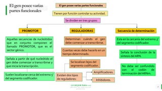LO MEJOR PARA usted
E M P R E S A D E C O M P U E S T O S
O R G Á N I C O S
Elgenposeevarias
partesfuncionales
8
El gen posee varias partes funcionales
Tienen por función controlar su actividad.
Se dividen en tres grupos:
PROMOTOR REGULADORAS
Aquellas secuencias de nucleótidos
que en conjunto componen el
llamado PROMOTOR, que es el
sector génico.
Señala a partir de qué nucleótido el
gen debe comenzar a transcribirse y
que inicia la transcripción.
Suelen localizarse cerca del extremo 5’
del segmento codificador.
Determinan cuándo el gen
debe comenzar a transcribirse.
Cuantas veces debe hacerlo en un
tiempo determinado.
Existen dos tipos
de reguladores:
Secuencia de determinación
Se localizan lejos del
segmento codificador.
Señala la conclusión de la
síntesis del ARN.
Esta en la cercanía del extremo 3’
del segmento codificador.
Amplificadores.
Inhibidores.
No debe ser confundido
con el codón de
terminación del ARNm.
 