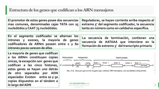 LO MEJOR PARA usted
E M P R E S A D E C O M P U E S T O S
O R G Á N I C O S
EstructuradelosgenesquecodificanalosARNmensajeros
9
El promotor de estos genes posee dos secuencias
mas comunes, denominadas cajas TATA con 25
nucleótidos y CAAT 75 nucleótidos.
Reguladoras, se hayan corriente arriba respecto al
extremo 5’ del segmento codificador, la secuencia
tanto en número como en calidad es específica.
En el segmento codificador se alternan los
intrones y exones, la mayoría de genes
codificadores de ARNm poseen entre 1 y 60
intrones pocos carecen de ellos
La secuencia de terminación, contienen una
secuencia de AATAAA que interviene en la
formación de extremo 3’ del transcripto primario
La mayoría de genes que codifican
a los ARNm constituyen copias
únicas, la excepción son genes que
codifican a las cinco histonas,
estos genes se hayan uno detrás
de otro separados por ADN
espaciador. Existen entre 20 y 50
copias dispuestos en el tándem a
lo largo del ADN
 