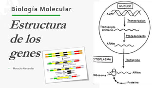 Estructura
de los
genes
Biología Molecular
• Morocho Alexander
 