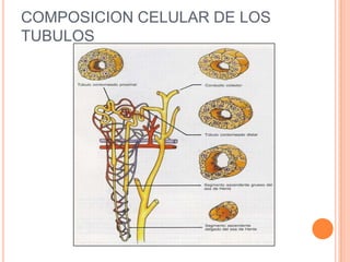 Estructura del riñon y filtracion glomerular | PPTX